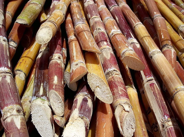 cane-trash-as-bioenergy-resource