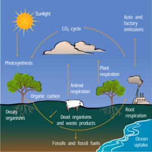 Negative Effects Of Industrialization